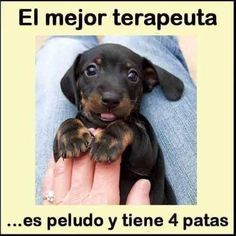 a small black and brown puppy sitting on top of someone's lap with the caption el mejor terapeuta