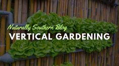 a vertical garden with green plants growing on it and the words naturally southern blog vertical gardening