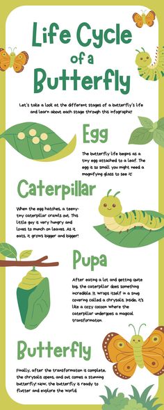 the life cycle of a butterfly info sheet for children's learning about butterflies and caterpillars