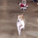 a dog is running in the middle of an area with people dressed as santa claus