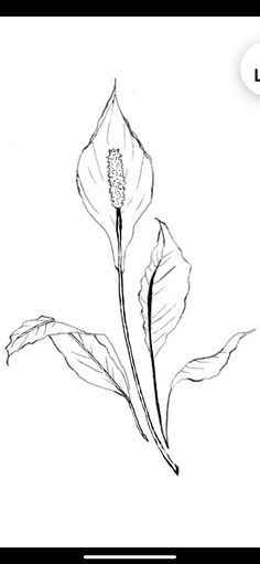 a black and white drawing of a flower