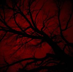 the silhouette of a tree against a red sky with no leaves on it at night