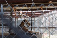 a tiger sitting on top of a box behind a chain link fence