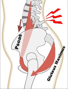 Psoas Muscle Pain, Psoas Iliaque, Home Pilates Studio, Psoas Stretch, Nervus Vagus, Hip Pain Relief, Piriformis Syndrome, Yoga Anatomy