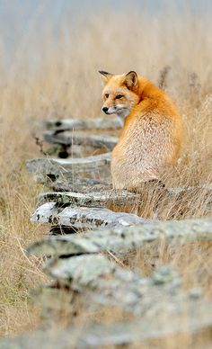 a red fox sitting on top of a dry grass covered field next to a stone wall