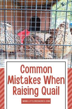 chickens in cages with the words common misstakes when raising quail on them