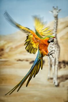 a colorful bird flying in front of a giraffe