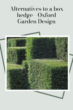 an image of hedges with the words alternatives to a box hedge - oxford garden design