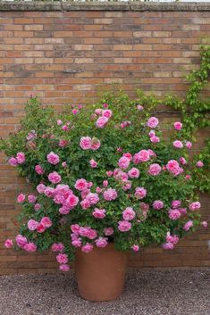 a potted plant with pink flowers in front of a brick wall