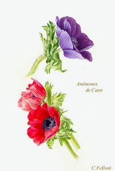 three different colored flowers are shown in this drawing, one is purple and the other is red