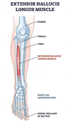 the anatomy of the leg and foot with labels on each side, labeled in red