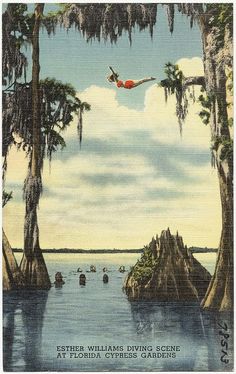 an old postcard shows a man diving into the water with trees in the foreground