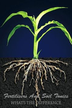 an image of a plant that is growing out of the ground with roots on it