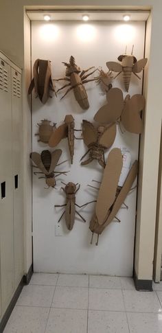 a group of bugs mounted to the side of a white wall next to lockers