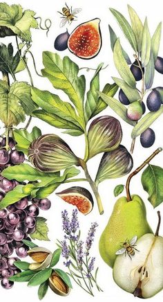 an illustration of various fruits and vegetables on a white background, including figs, pears, leaves, berries, and more