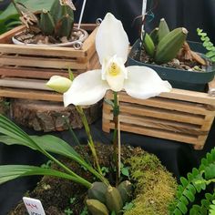 some white flowers and plants in wooden containers