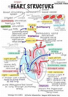 the heart diagram with words and pictures on it