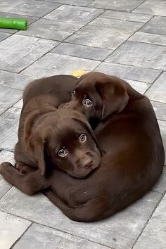 two brown dogs laying on top of each other on a tile floor next to a green object