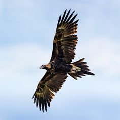 a large bird flying through the air with its wings spread out and it's talon extended