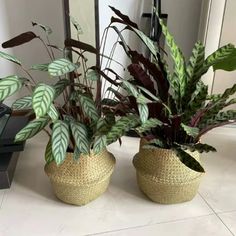 two potted plants sitting on top of a white tile floor next to a mirror