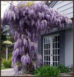 purple flowers growing on the side of a house