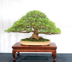 a bonsai tree sitting on top of a wooden table