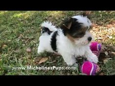 a small black and white dog standing on top of a grass covered field next to a pink ball