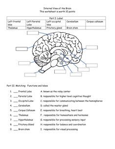 the structure of the human brain worksheet