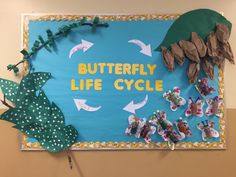 butterfly life cycle displayed on bulletin board in classroom