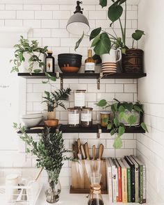 some plants are sitting on shelves in the kitchen