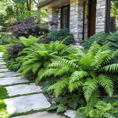 a house with lots of green plants in front of it