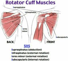 Shoulder Exercises Physical Therapy, Rotator Cuff Muscles, Punkty Spustowe, Muscles Anatomy, Brushing Hair, Anatomy Physiology