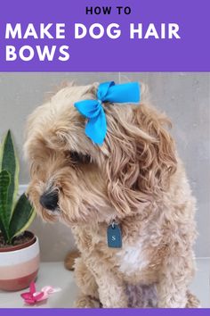 Blue bow in dog's hair Dog Hair Bows Diy, Cockapoo Grooming, Dog Merchandise, Make Bows, Creative Grooming, Bows Diy Ribbon