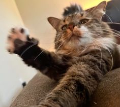 a cat sitting on top of a couch with its paws out and pawing at the camera