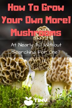 mushrooms with the title how to grow your own more mushrooms at nearly 3 without searching for one