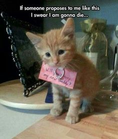 an orange kitten standing on top of a wooden table