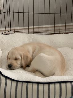 a dog laying on top of a bed in a cage next to a stuffed animal