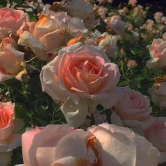 many pink roses are blooming in the garden