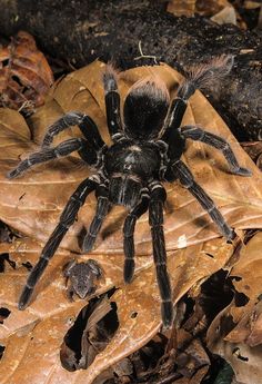 a large black spider sitting on top of a leaf covered ground