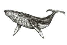 an ink drawing of a humpback whale