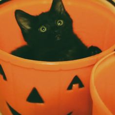 a black kitten sitting in a halloween pumpkin bucket