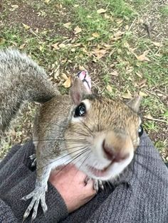 a person holding a squirrel up to their face