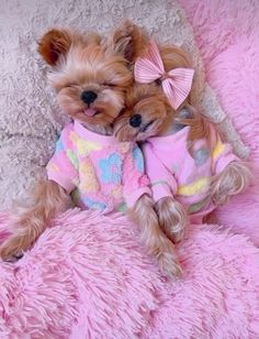 two small brown dogs laying on top of a pink fluffy bed together, one is wearing a sweater and the other has a bow in it's ear