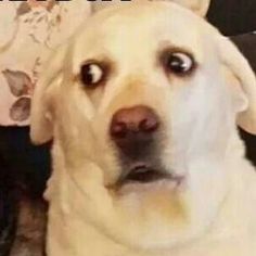 a white dog sitting on top of a couch