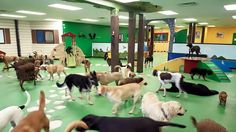 a group of dogs standing in a room with green flooring and white circles on the floor