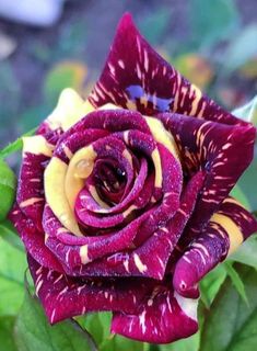 a purple and yellow rose with green leaves