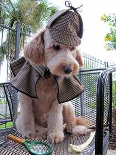 a dog wearing a hat and coat sitting on top of a metal fence next to a banana