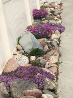 purple flowers are growing in the rocks along the side of a building with a white fence