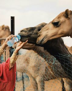 a woman feeding a giraffe with a bottle of water in front of her