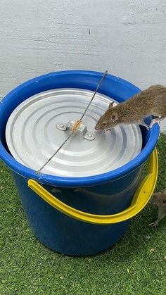 a mouse is trying to drink water from a large blue bucket on the grass outside